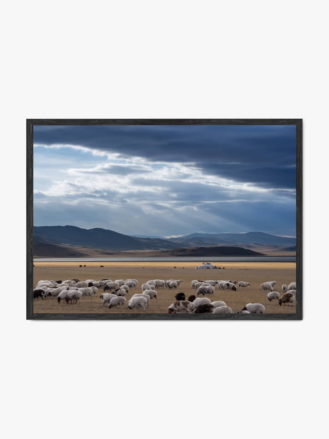 Obraz akustyczny ze zdjęcia - Owce pasące się na pastwisku na tle wzgórz - Mateusz Kotlarski