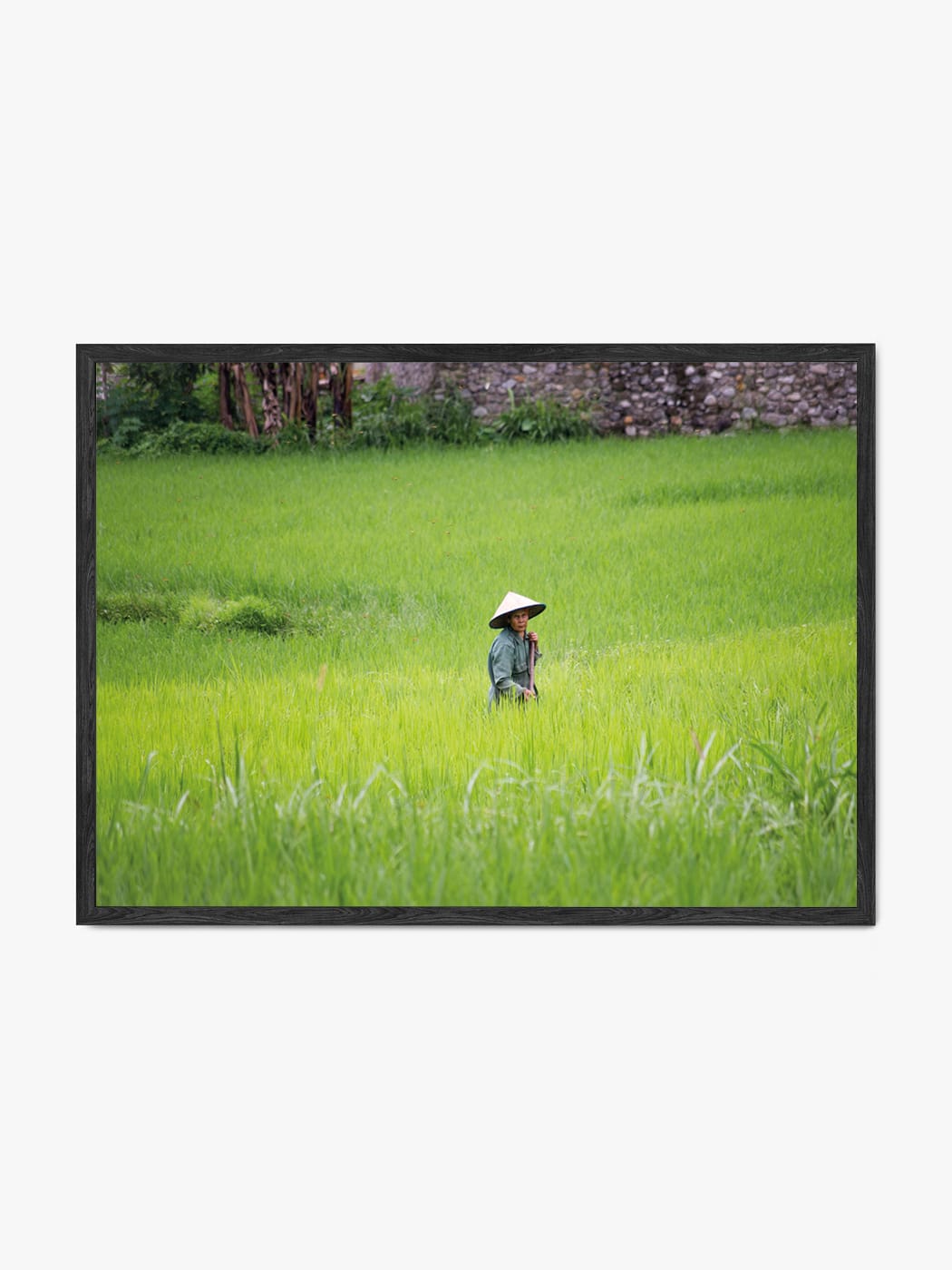 Obraz akustyczny ze zdjęcia - Wietnamka w azjatyckim kapeluszu stożkowym pracująca na polu ryżowym - Mateusz Kotlarski
