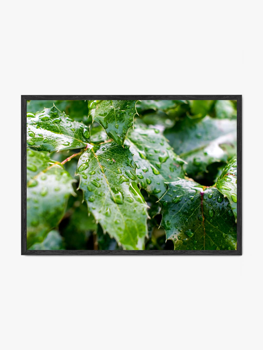 Obraz akustyczny ze zdjęcia - Krople wody na liściach po deszczu - Piotr Łabuzek